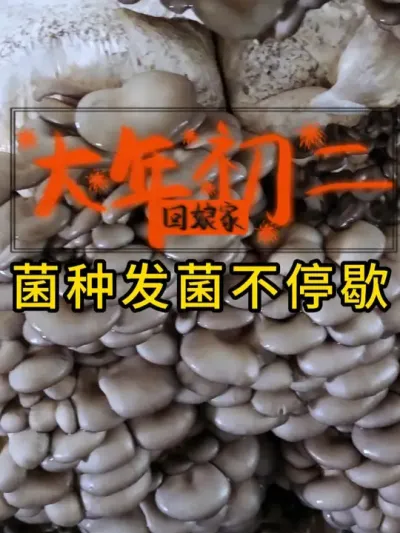 平菇种植，过年发菌不停歇，棉壳菌种科学配比，全国发货。#平菇种植 #平菇菌种 #食用菌栽培种 #栽培种