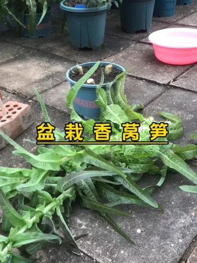 气温升高，莴笋陆续开花了，要赶紧采收，吃不完的我摘去投喂菜友。#记录我的种植生活 #楼顶菜园 #我的小菜园 #自己种的纯天然的绿色蔬菜 #种菜