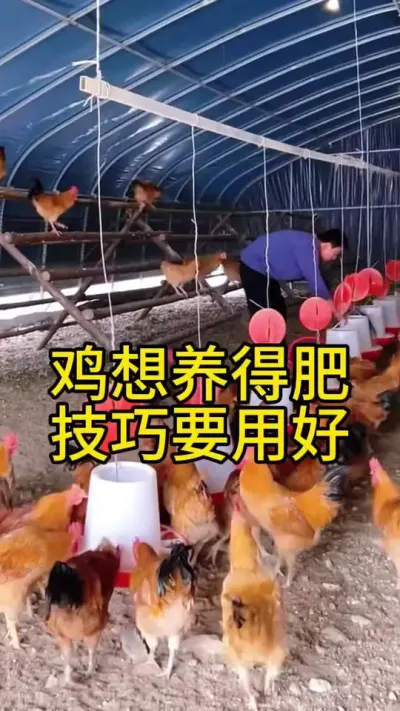 鸡想养的肥，技巧得用好#科学养鸡 #鸡鸭鹅养殖 #服务三农支持三农 #养殖小妙招 #养鸡人
