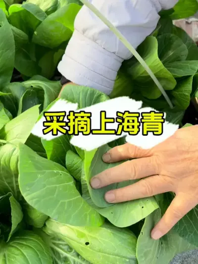 盆栽上海青，剥叶子吃能摘很久，赶紧种起来吧！ #纯天然绿色蔬菜 #自家种植 #我的小菜园 #盆栽青菜