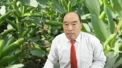 蚕豆的超高产春季管理#土壤改良 #农业技术推广 #农资肥料 #抖音新农人 #种植技术