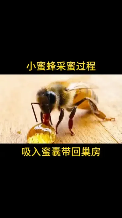 蜜蜂怎么采蜜的#蜜蜂养殖 #三农 #蜜蜂