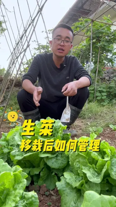 生菜移栽后如何管理才能生长的又快又好？#关注我一起学种菜 #种植小技巧 #学种菜 #我的小菜园 #一分耕耘一分收获