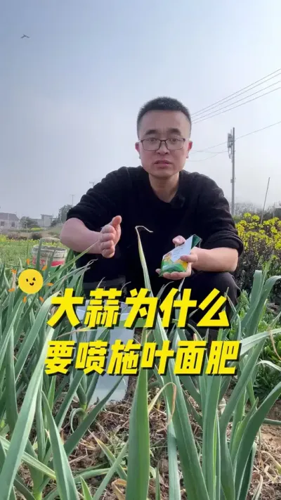 大蒜为什么要喷施叶面肥？喷叶面肥对大蒜有什么好处？#大蒜 #种植小技巧 #田间地头就是我的舞台 #关注我一起学种菜 #我爱种菜