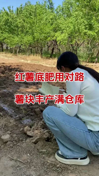 红薯底肥用对路，红薯丰产满仓库#红薯种植#红薯底肥#红薯管理#红薯高产