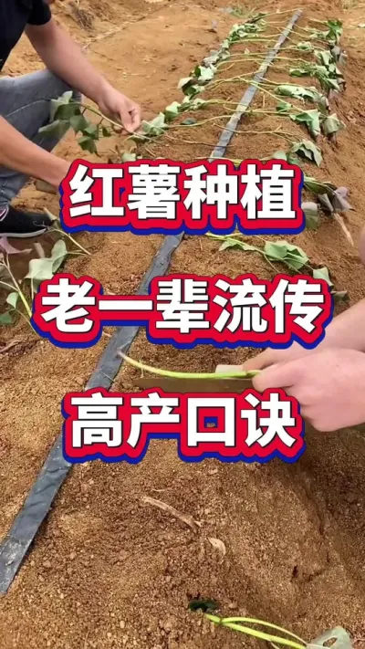 红薯种植口诀#红薯种植 #红薯高产种植 #红薯管理 #红薯高产 #红薯施肥