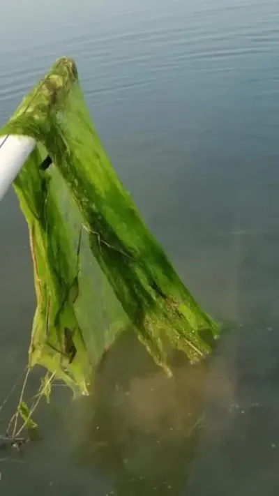 池塘长满青苔，越打捞越多，用这款生物青苔净，分解青苔安全高效 #水产养殖 #高密度养殖 #小龙虾养殖 #螃蟹养殖 @抖加🔥上热门🔥dou+🔥热点宝