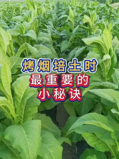 烤烟培土时，最重要的小秘诀 烤烟培土时，最重要的小秘诀，要注意什么#烤烟种植技术与管理 #服务三农支持三农 #农业种植 #烤烟 #抖音助农