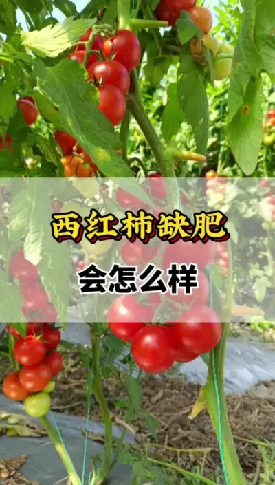 西红柿缺肥会怎么样你知道吗#番茄种植方法及管理技术 #西红柿缺肥 #番茄种植技术 #西红柿种植技术与管理法 #番茄种植