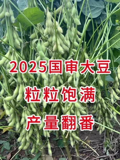最新国审高产大豆，科学育种助您轻松实现亩产700斤 #三农流量扶持计划 #抖音助农 #大豆种植 #产量特别高 #增产增收才是硬道理