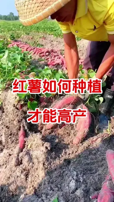 红薯如何种植才能高产#红薯种植#红薯管理#红薯高产#种植小技巧 #分享农业知识帮农民增产增收
