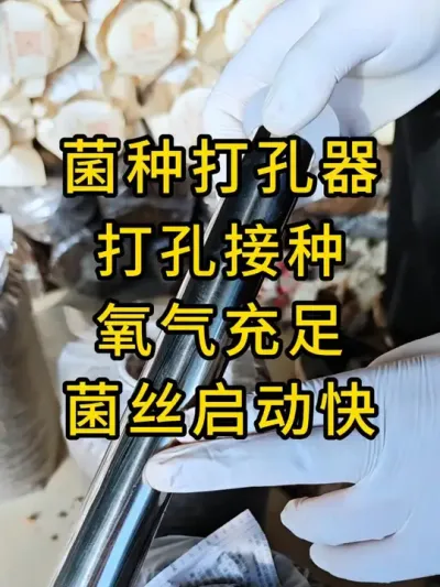 平菇菌种打孔器，打完孔氧气充足菌丝启动快，你也试试吧#平菇种植 #菌种打孔器 #打孔器