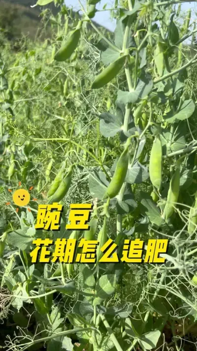 豌豆花期怎么追肥？结荚多？#在家种菜 #我的小菜园 #种植小技巧 #豌豆种植 #关注我一起学种菜