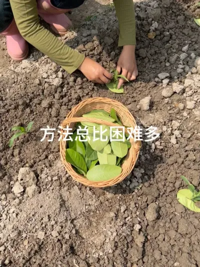玉米种植防鸟方法 #农业种植 #记录我的种植生活 #春种#种植技巧  #新农人计划2025