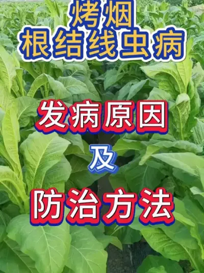烤烟根结线虫病发病原因及具体防治方法 烤烟根结线虫病发病原因及具体防治方法#烤烟种植技术与管理 #烤烟种植 #烤烟 #烤烟根结线虫 #服务三农支持三农