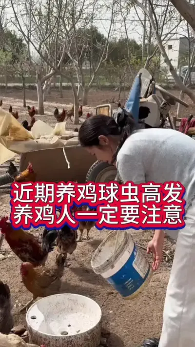 近期天气回暖球虫高发养鸡人一定要做对一件事#养鸡#科学养鸡#散养土鸡#养鸡妙招#抖音养鸡人