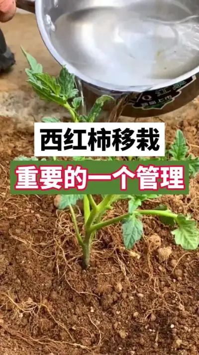 西红柿移栽，重要的一个管理#西红柿种植 #三农 #助农 #种植管理 #种植技巧
