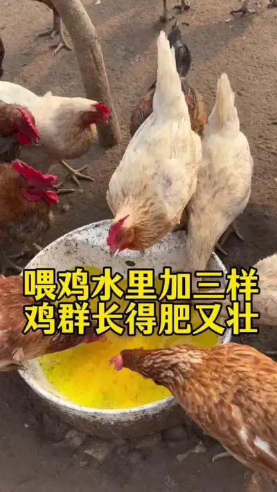 水中加入这三样鸡群长得肥又壮 #科学养鸡 #鸡鸭鹅养殖 #养殖小妙招 #鸡病防治 #鸡鸭鹅