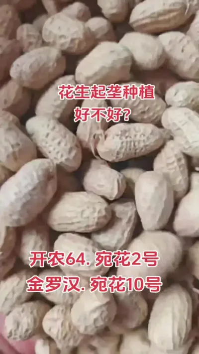 花生想要亩产超千斤，这个工作很重要#抖音助农 #农业种植 #花生 #农民不易 #心系三农服务三农