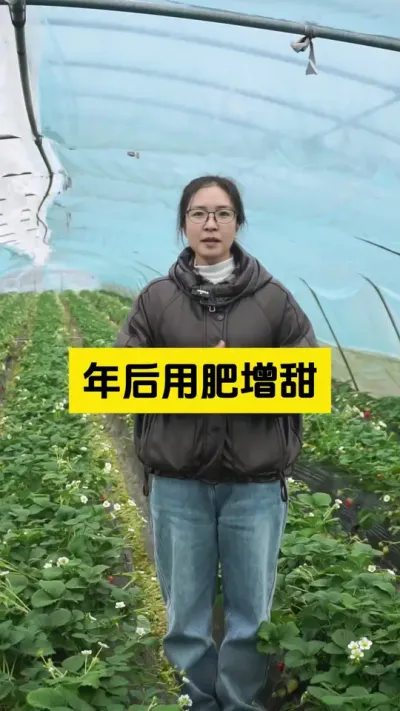 年后果子增甜有方法！#启明大师姐 #农业种植 #草莓种植管理技术和方法 #农业技术推广 #草莓种植
