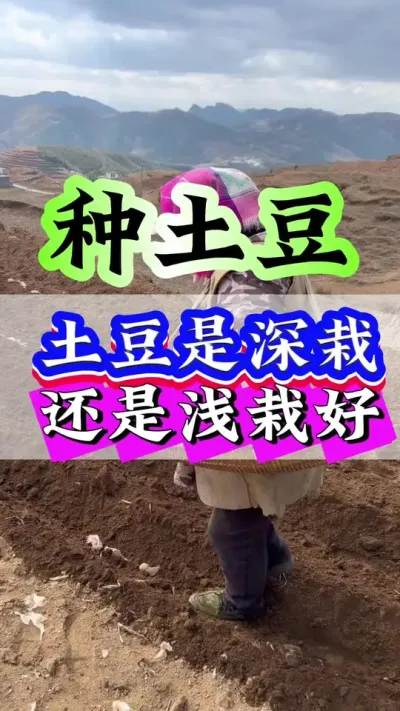 土豆是深栽好还是浅栽好#土豆种植#土豆高产技术#三农#种植技巧#土豆