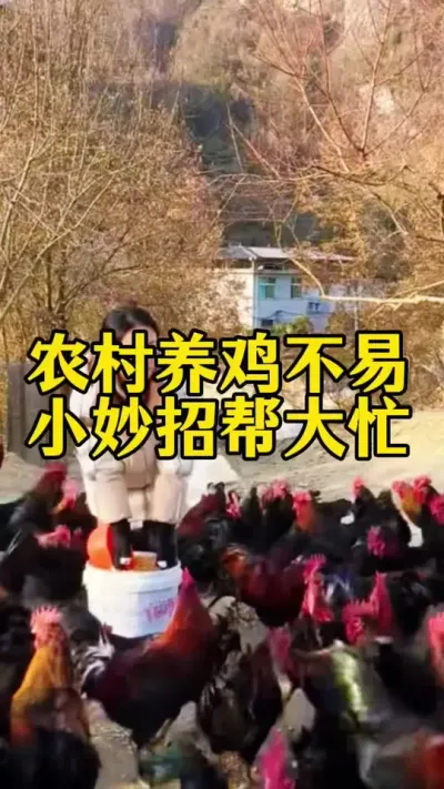 #鸡鸭鹅养殖 #科学养鸡 #服务三农支持三农 #养鸡人 #养殖小妙招
