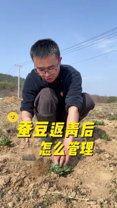 蚕豆返青后怎么管理才能结荚多？蚕豆怎么施肥？#种植小技巧 #关注我一起学种菜 #每天分享蔬菜种植技巧 #春耕 #阳台种植
