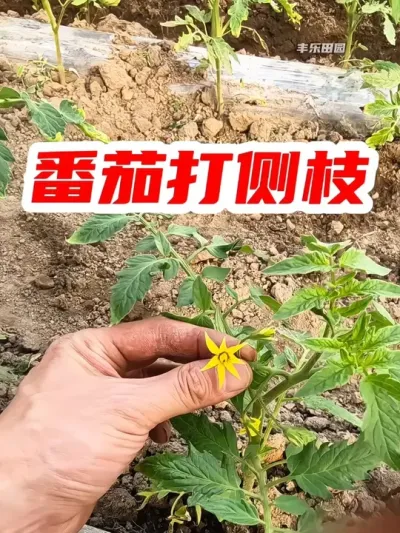番茄打侧枝 #番茄 #番茄种植 #种菜 #种植小技巧 #抖音助农