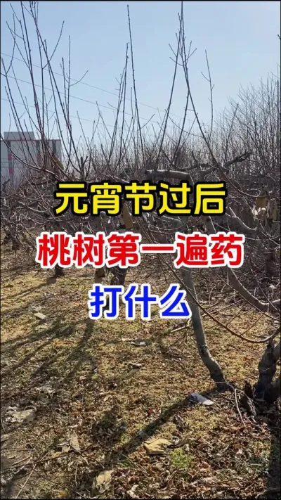 元宵节过后桃树第一遍药打什么#桃树种植#桃树管理#桃树病害防治#桃树高产#分享农业知识帮农民增产增收