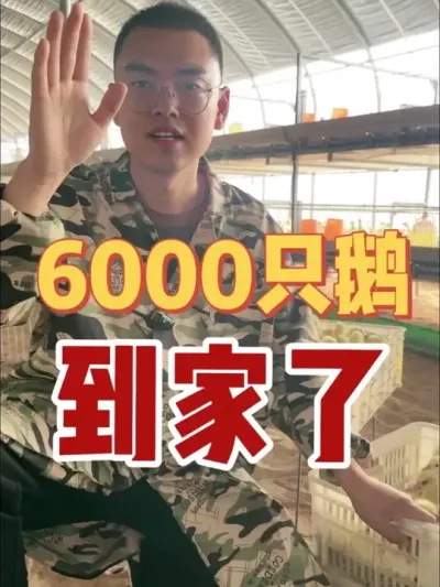 6000只大三花鹅苗到家第一天！这一批有公鹅有母鹅，有混苗，想要啥样的都有！#养鹅技术找晓雨 #养鹅技术分享 #大三花脱温鹅苗