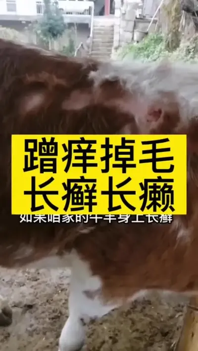 牛身上蹭痒，掉毛，舔毛都是体外该驱虫了#科学喂养 #养殖户 #全国养牛人 #西门塔尔 #肉牛养殖