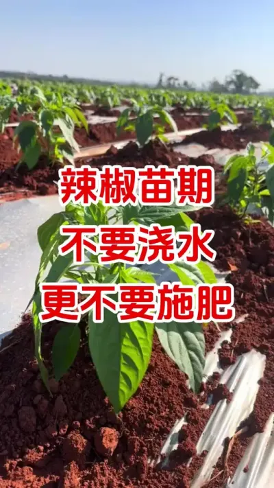 辣椒苗期不要浇水更不要施肥#辣椒种植 #辣椒管理#辣椒浇水#辣椒高产