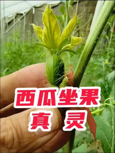 西瓜坐果灵真灵#西瓜 #西瓜种植 #种西瓜 #西瓜管理 #西瓜知识