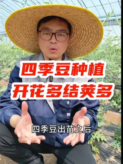 四季豆种植，如何管理才能开花多，结荚多？ #种菜 #种植小技巧 #关注我一起学种菜#蔬菜种植  #抖音助农