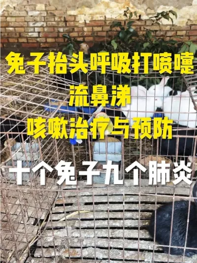 兔子流鼻涕，打喷嚏，咳嗽治疗与预防办法 #养兔三分靠管理七分靠技术 #养兔子注意事项 #科学养兔 #科学喂养 #兔子流鼻涕治疗与预防办法
