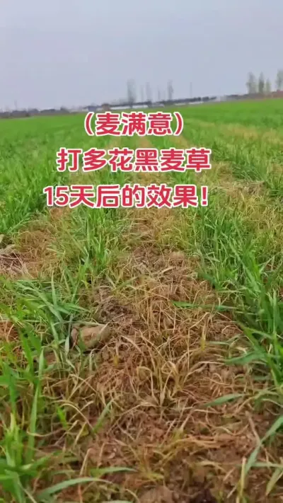 打多花黑麦草15天后的效果#小麦 #田间地头 #三农 #种地不容易 #种地人