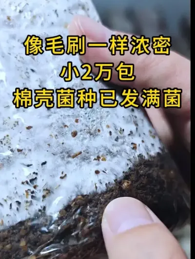 像毛刷一样的棉壳菌种，小2万包栽培种已发满菌，全国发货。#平菇种植 #平菇菌种 #食用菌栽培种 #栽培种
