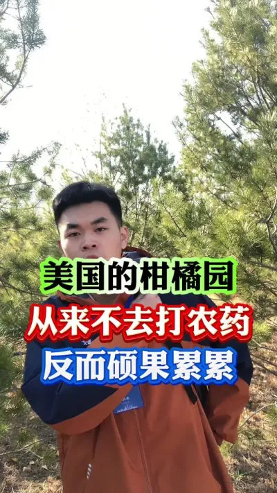 为什么美国柑橘园不打农药，也没有病害硕果累累#果树种植 #柑橘种植 #果树管理 #病虫害防治 #果园管理