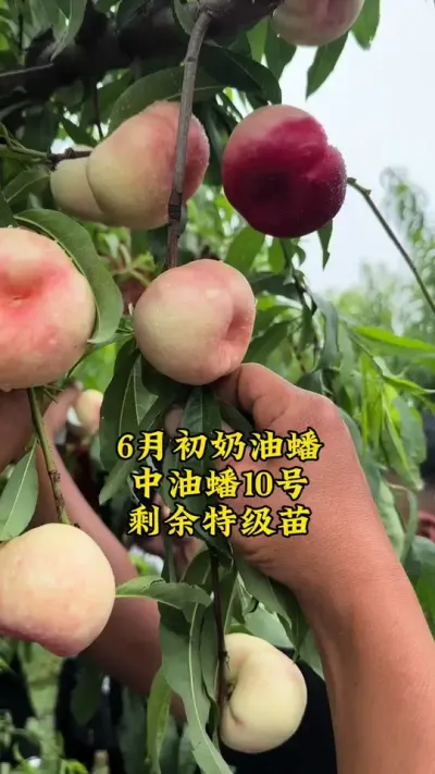 #支持三农扶持三农发展 #抖音助农 #关注我每天为你分享更多农业知识 #农业技术推广 #乡村振兴dou行动 @抖音小助手 @抖音创作者中心 @抖音热点宝