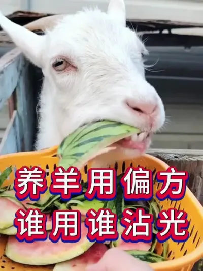 养羊用偏方谁用谁沾光 #养羊养羊人 #新手养羊