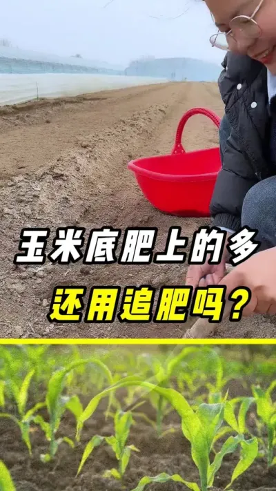 玉米底肥上的多，还用追肥吗、？玉米#玉米种植#玉米追肥 #玉米#三农 #化肥