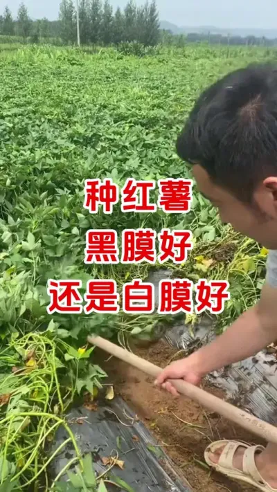 种红薯黑膜好还是白膜好#红薯种植#红薯地膜 #红薯高产#种植小技巧 #分享农业知识帮农民增产增收