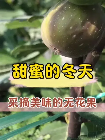 流蜜的芭劳奈无花果，看着就让人流口水，你想吃吗？#记录我的种植生活 #盆栽果树 #无花果 #三农 #一份耕耘一份收获