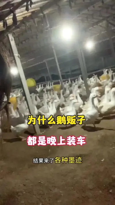 为什么鹅贩子都是晚上装车？#养鹅技术分享 #科学养鹅 #养殖人加油 #养鹅人 #农村创业养殖
