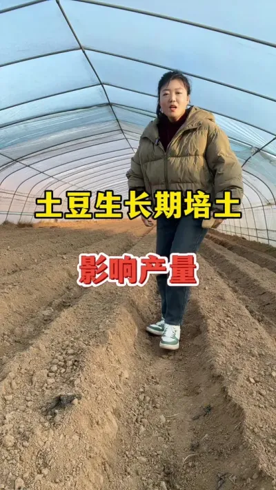 土豆生长阶段培土工作也是关键#土豆 #土豆高产 @抖音小助手