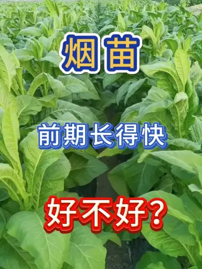 烟苗前期长得快，好还是不好 #服务三农支持三农 #烤烟 #烤烟种植 #烤烟种植技术与管理 #三农种植