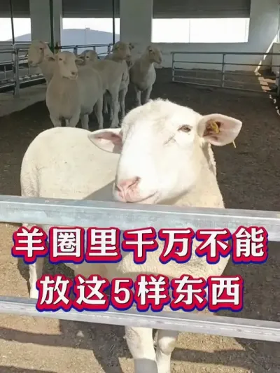 羊圈里千万不能放这5样东西 #养羊 #养羊人 #新手养羊 #牛羊养殖