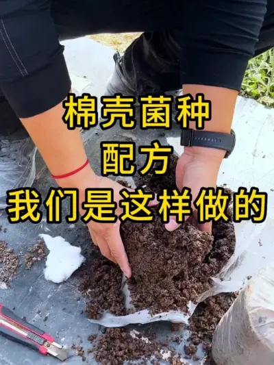 平菇棉壳菌种，我们的配方按这个比例，菌丝健壮有活力，快来试试吧#平菇菌种 #食用菌栽培种 #平菇种植 #棉壳菌种