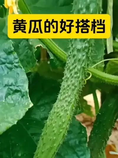 黄瓜的三个好搭档#黄瓜种植 #农保种植#每天分享种植农业小知识 #三农