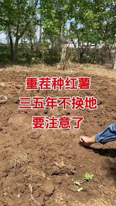 三年种红薯重茬千万要注意#红薯种植#红薯底肥#红薯管理#红薯高产#红薯大丰收